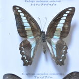 Frame with naturalized butterflies