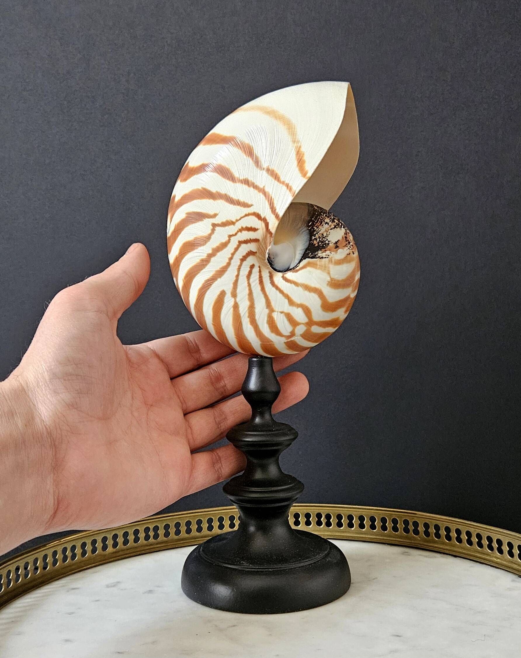 Nautilus / Natural Nautile, Black Turned Wooden Base H: 25 cm