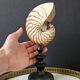 Nautilus / Natural Nautile, Black Turned Wooden Base H: 25 cm