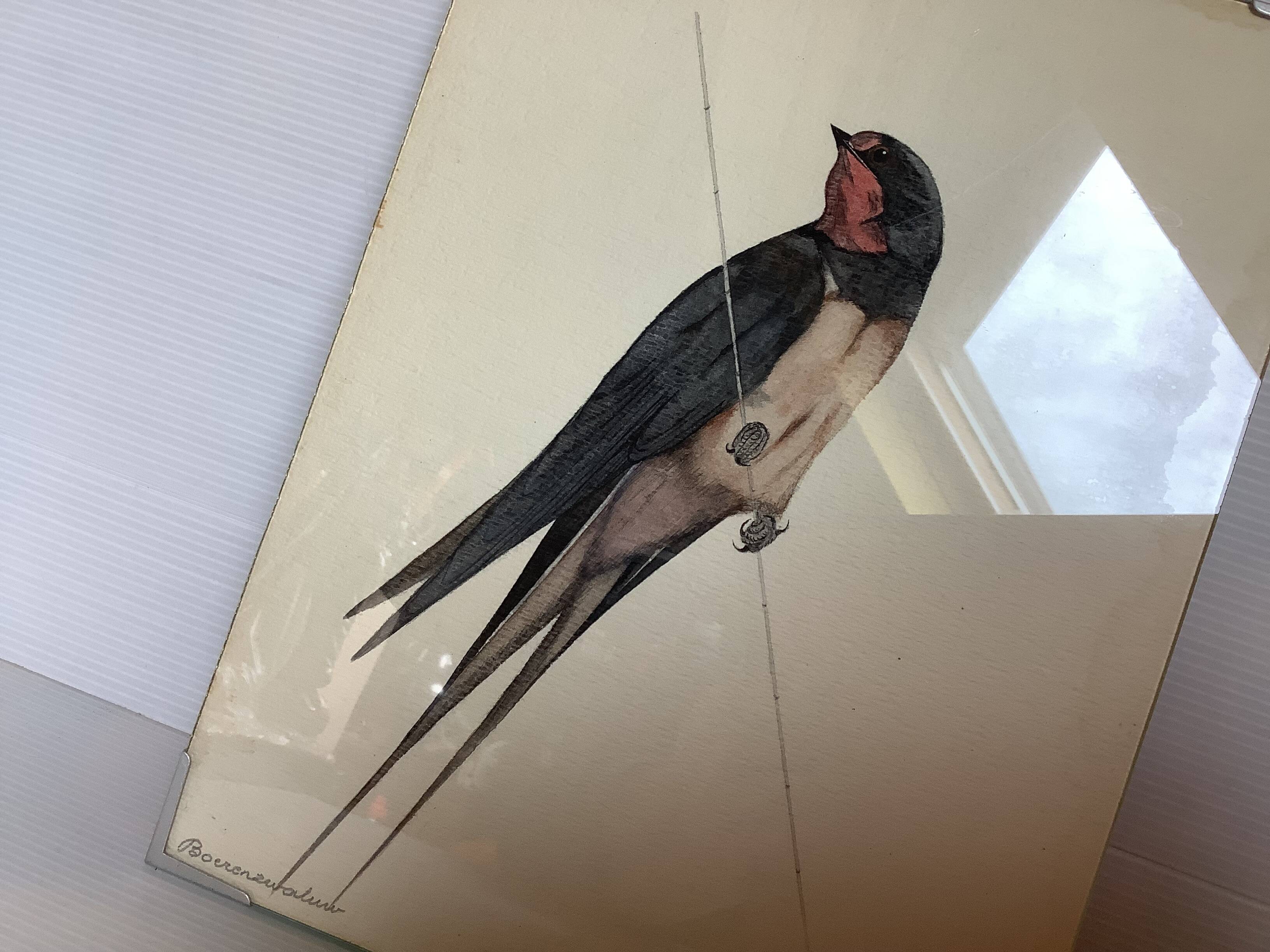 Bird ornithological board