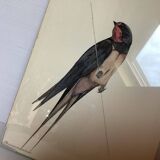 Bird ornithological board