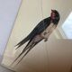 Bird ornithological board