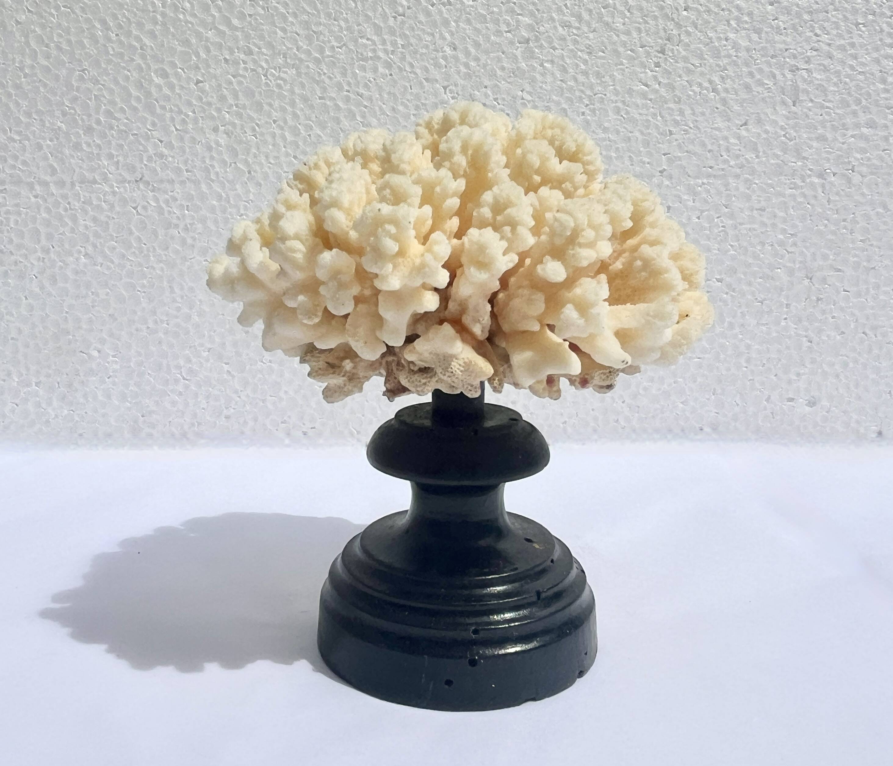 Natural white coral on wooden base turned Napoleon III 19th century cabinet of curiosities