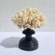 Natural white coral on wooden base turned Napoleon III 19th century cabinet of curiosities