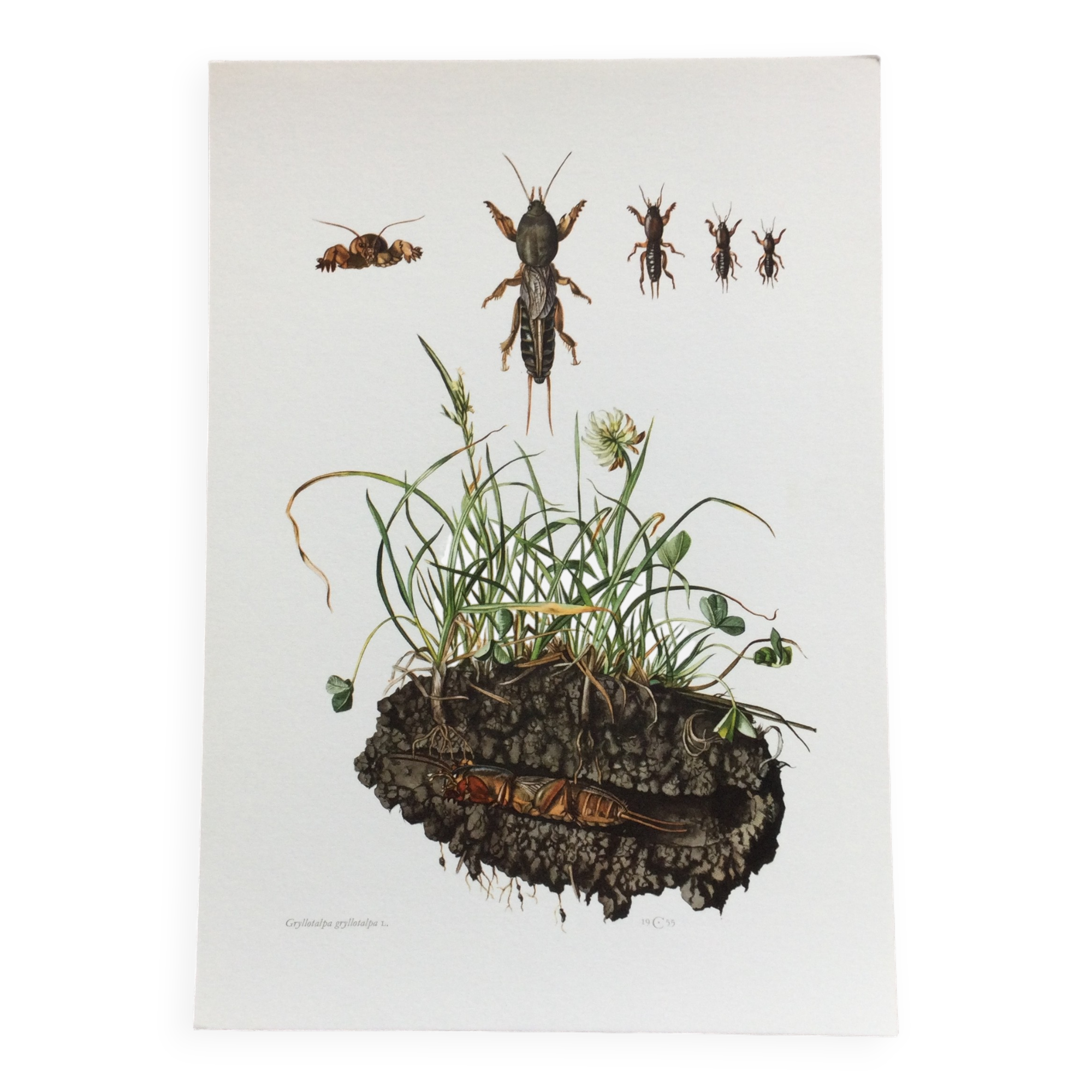 Antique illustration "insects", 1960s