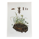 Illustration ancienne "insectes", années 60