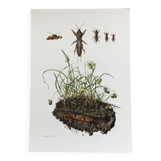 Old illustration "insects", 1960s