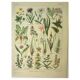 Old engraving from 1921 - Meadow flowers. Wild botanical plate.