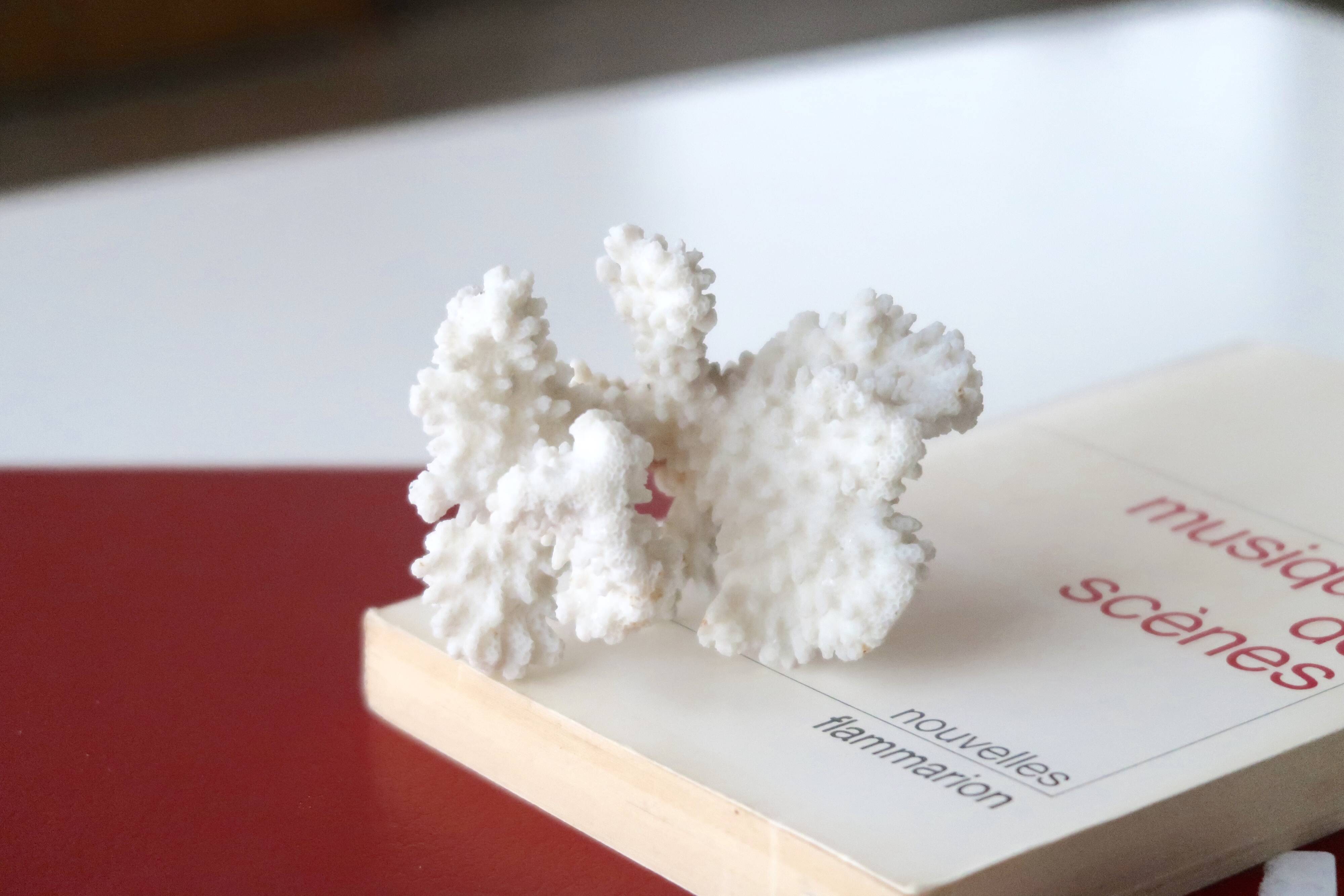 Branche de corail blanc, années 70