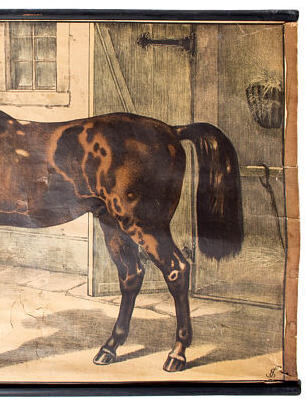 Affiche pédagogique cheval 1897