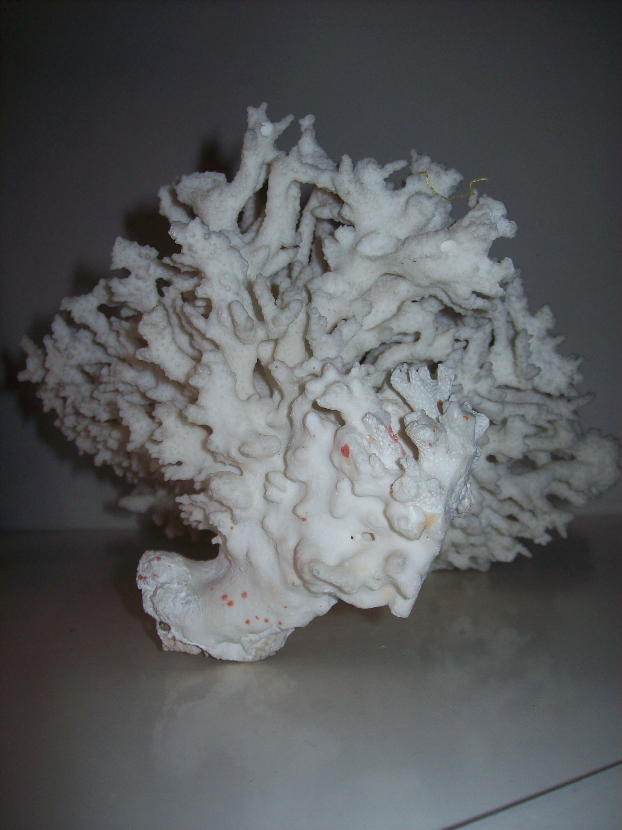 White coral