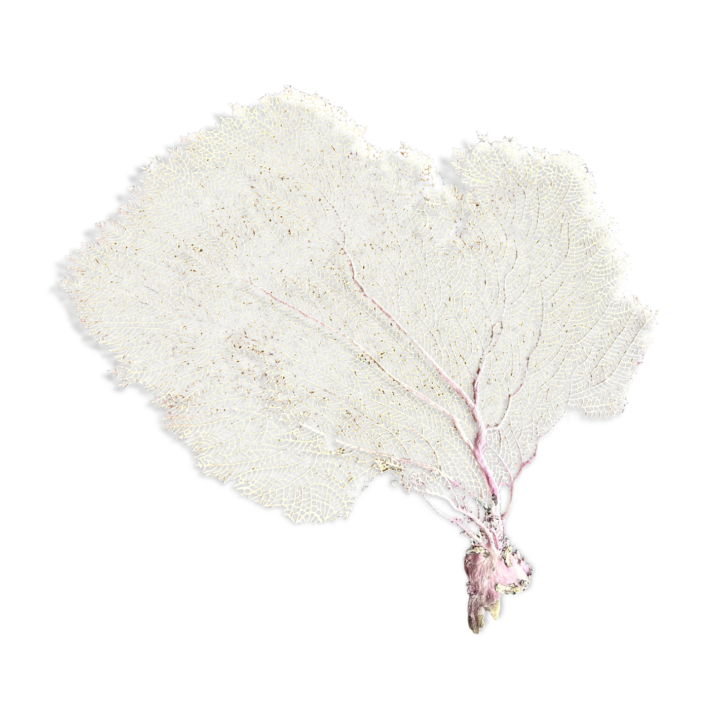 LARGE MODEL GORGON ANCIENT CORAL