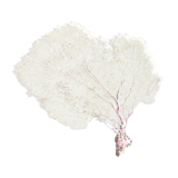Gorgone corail ancien