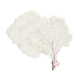 LARGE MODEL GORGON ANCIENT CORAL
