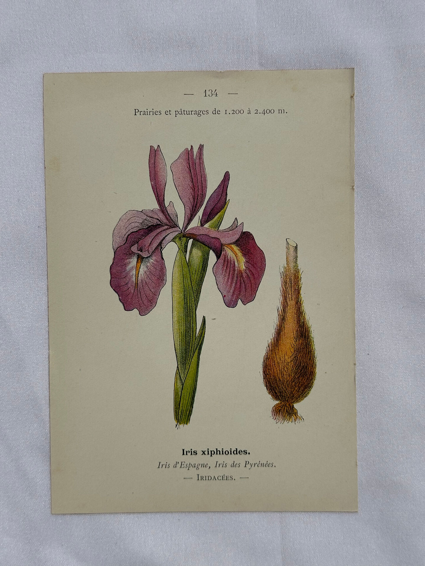 Naturalist engraving French botanical plate 19th century double-sided