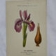 Naturalist engraving French botanical plate 19th century double-sided