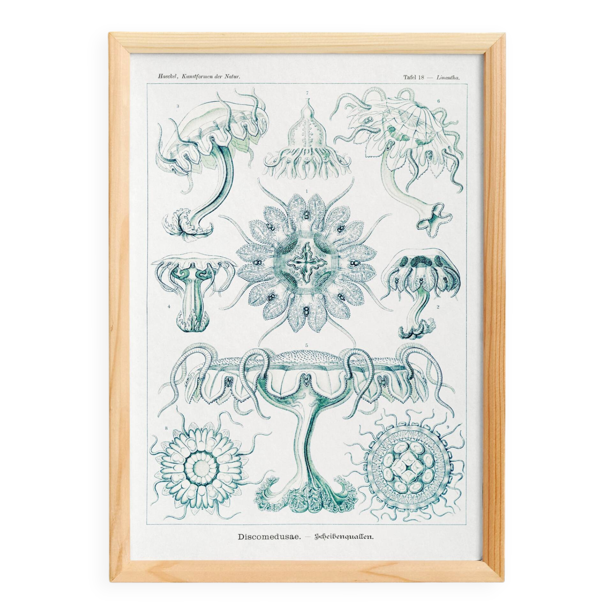 Poster about disc-shaped jellyfish, based on a lithograph