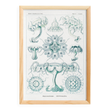 Poster about disc-shaped jellyfish, based on a lithograph