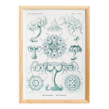 Poster about disc-shaped jellyfish, based on a lithograph