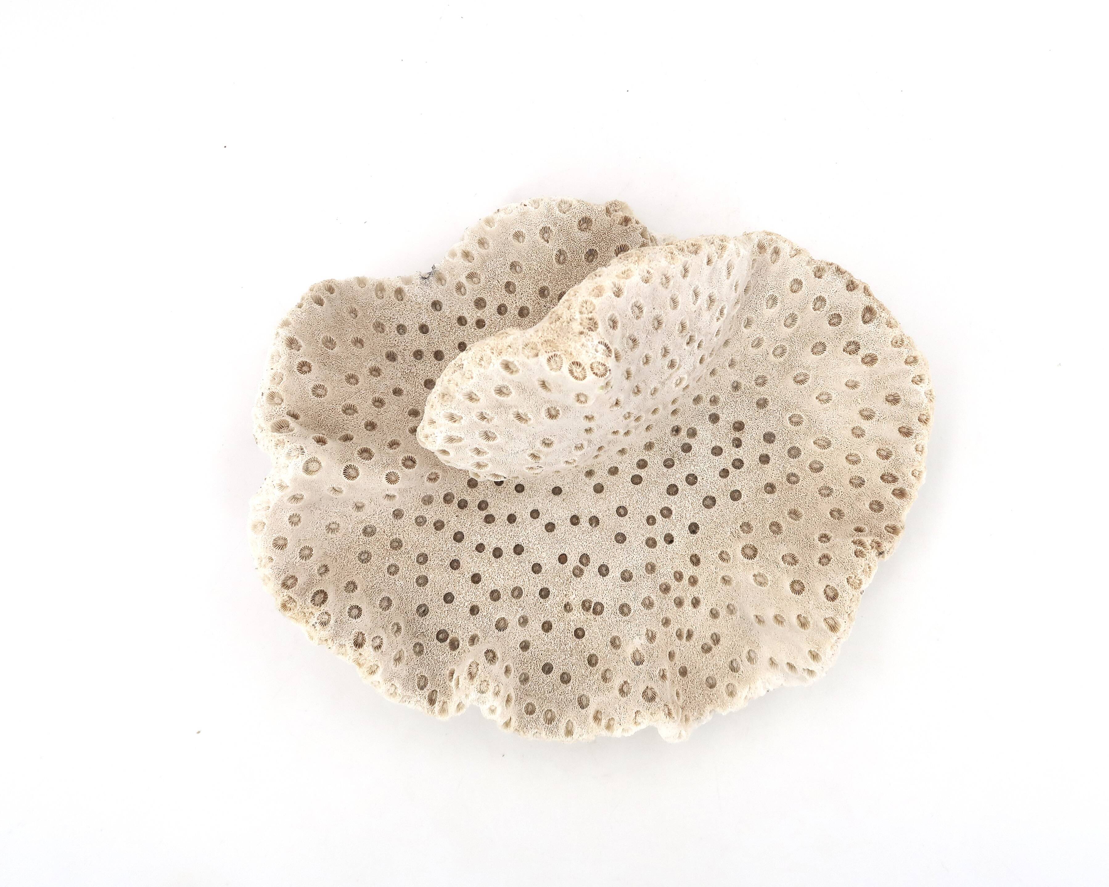 Vintage natural white coral, curiosity cabinet, 1970s