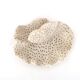 Vintage natural white coral, curiosity cabinet, 1970s
