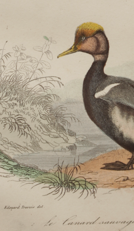 Lithography board engraving vintage birds - 1850