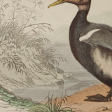 Lithography board engraving vintage birds - 1850