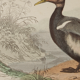 Lithography board engraving vintage birds - 1850