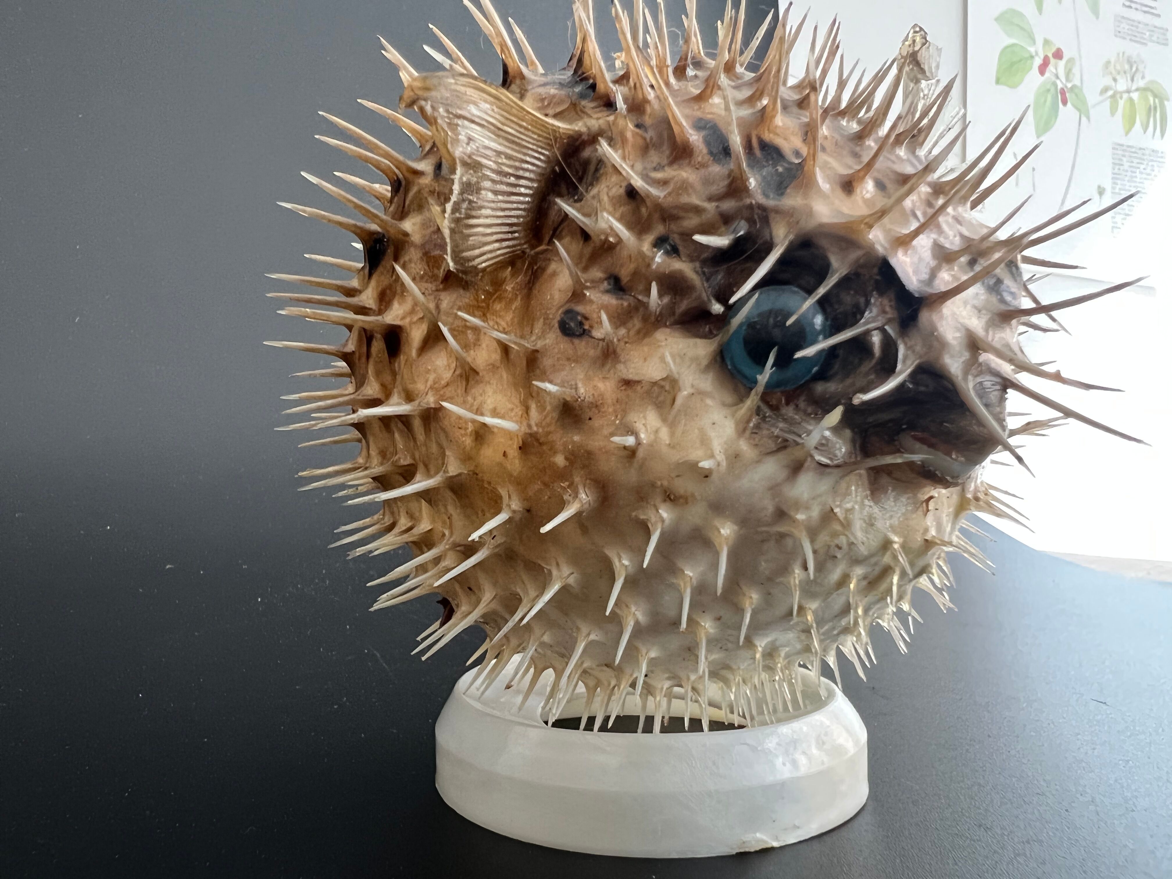 Naturalized diodon fish