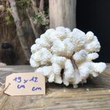 Coral cluster