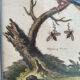 Antique engraving of bird naturalist, by Georges Edwards.