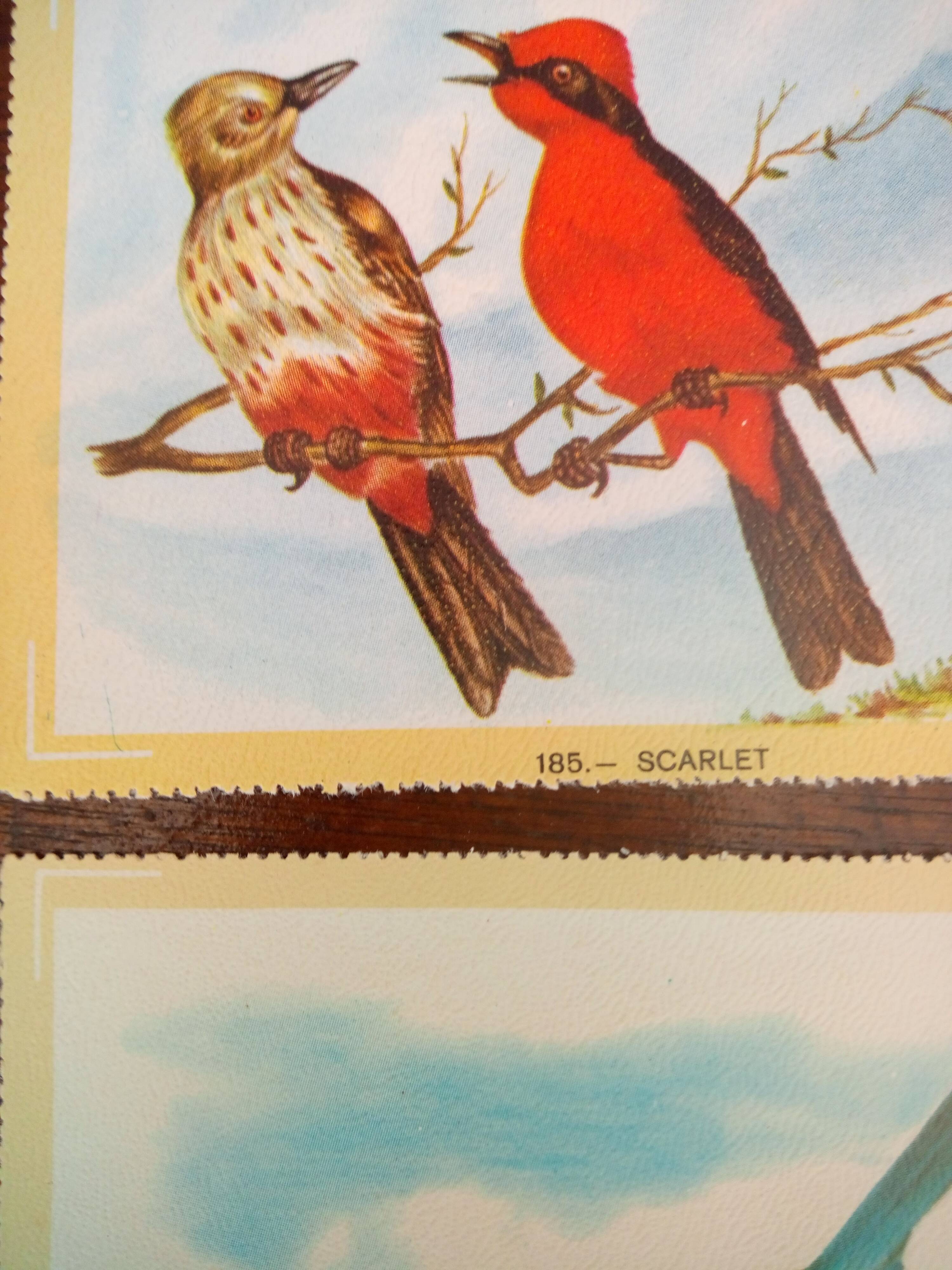 lot of zoological posters, birds, 60s
