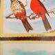 lot of zoological posters, birds, 60s