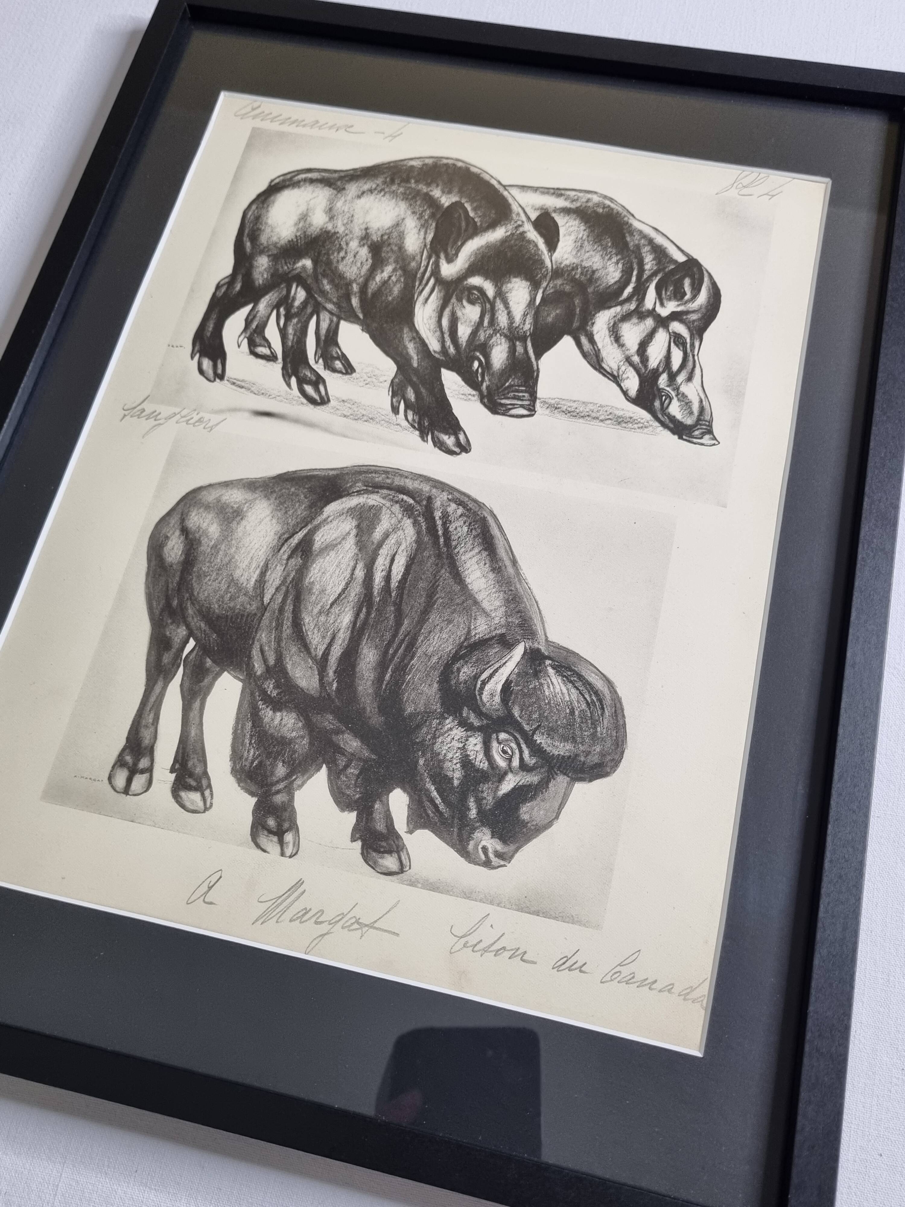Illustrated plate, Studies of Wild Boars and Bison, Signed André Margat, 1930