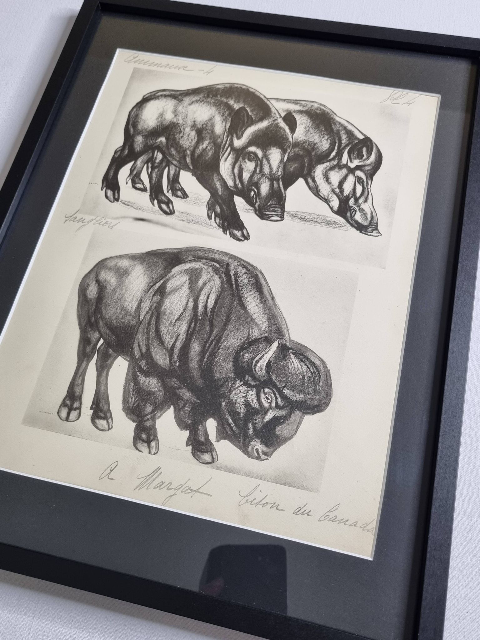 Illustrated plate, Studies of Wild Boars and Bison, Signed André Margat, 1930