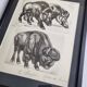Planche illustrée, Études de Sangliers et Bison, Signée André Margat, 1930