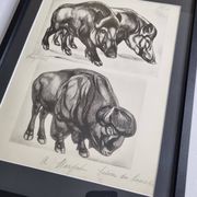 Illustrated plate, Studies of Wild Boars and Bison, Signed André Margat, 1930