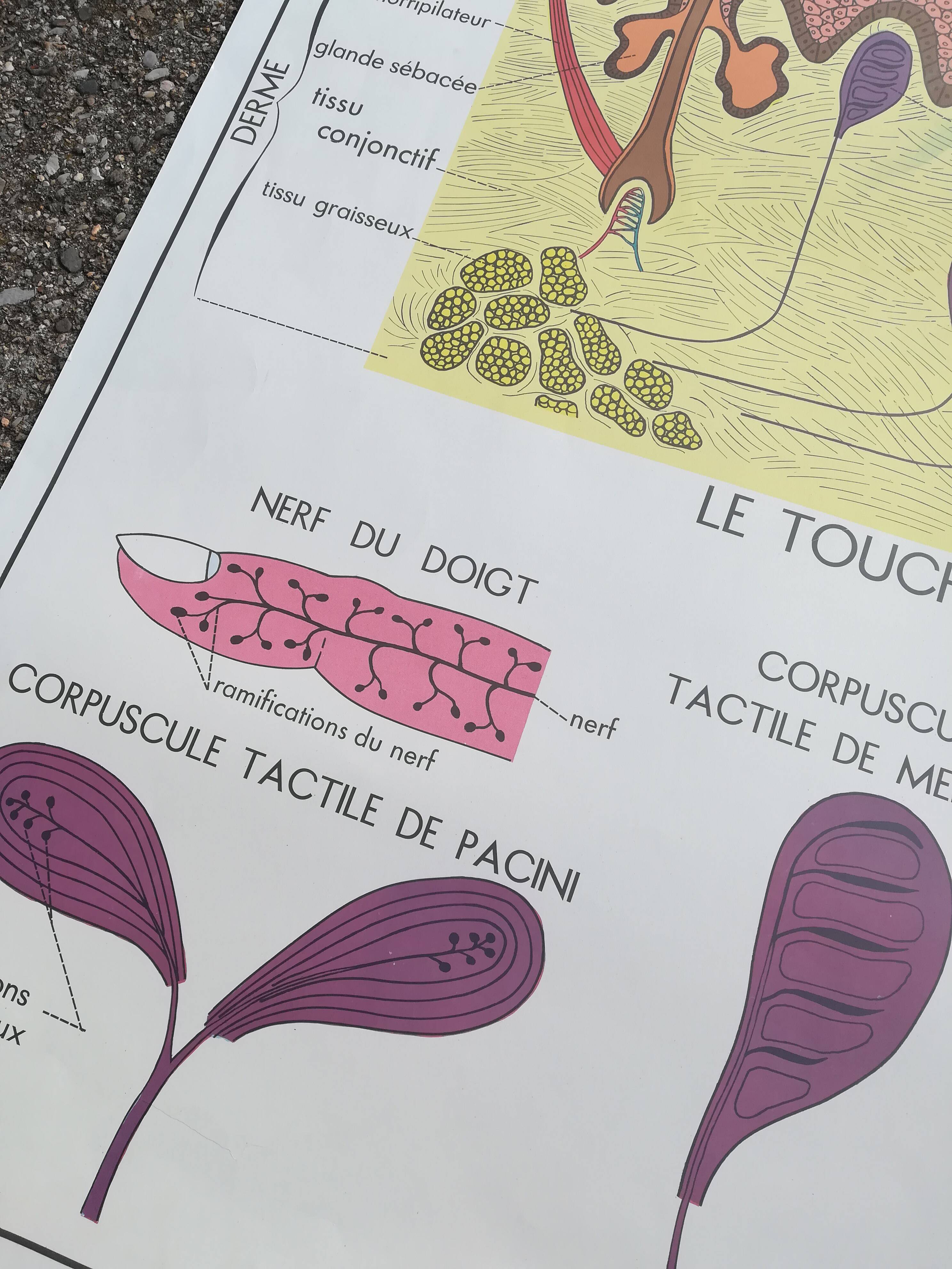 Rossignol school poster N18 the skin and touch / N17 the sympathetic system