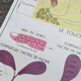 Rossignol school poster N18 the skin and touch / N17 the sympathetic system