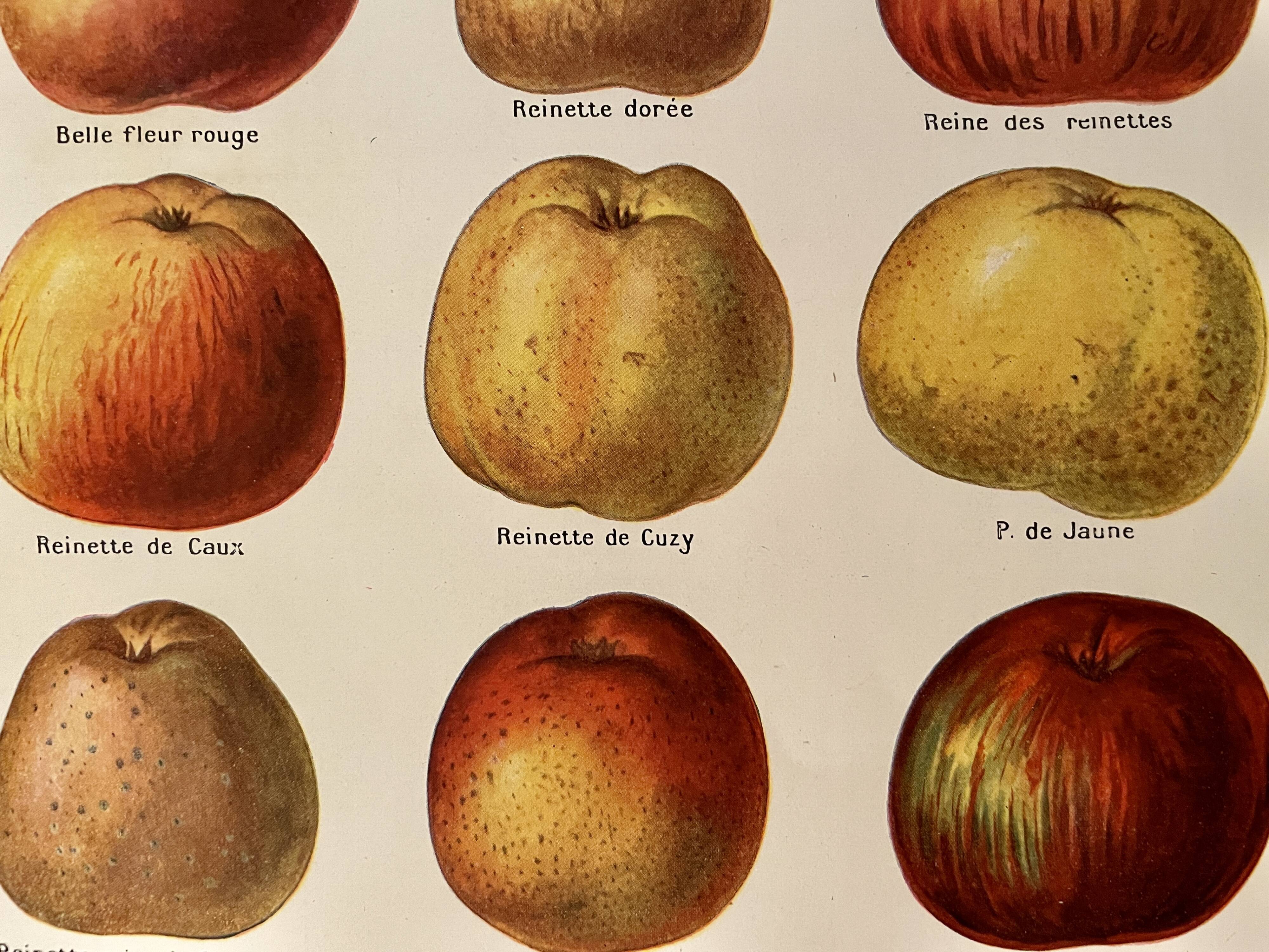 Lithograph on apples - 1920