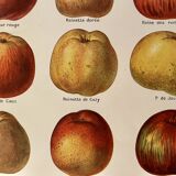 Lithograph on apples - 1920
