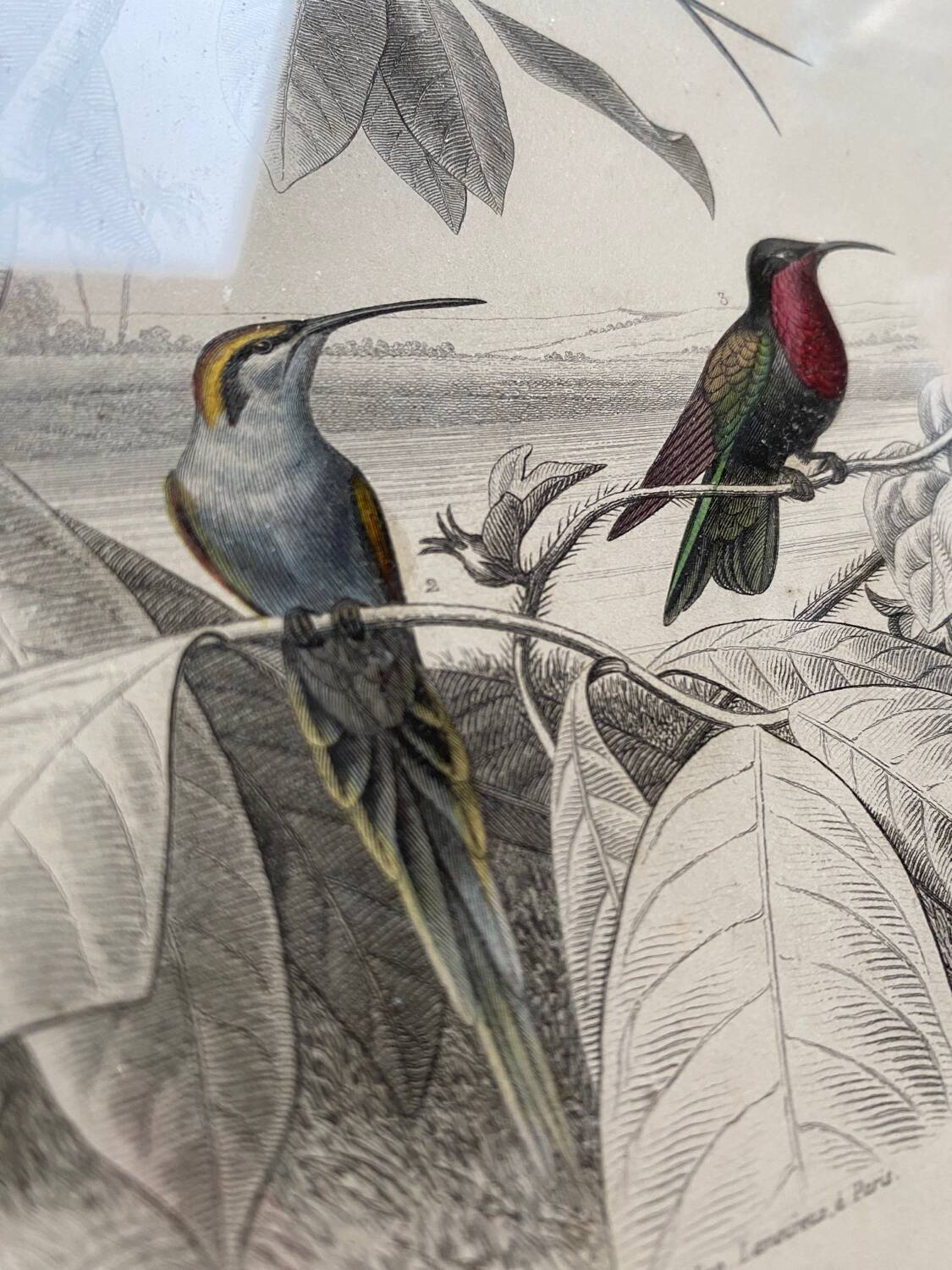 Lot 4 ornithological boards