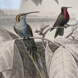 Lot 4 ornithological boards