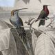 Lot 4 ornithological boards