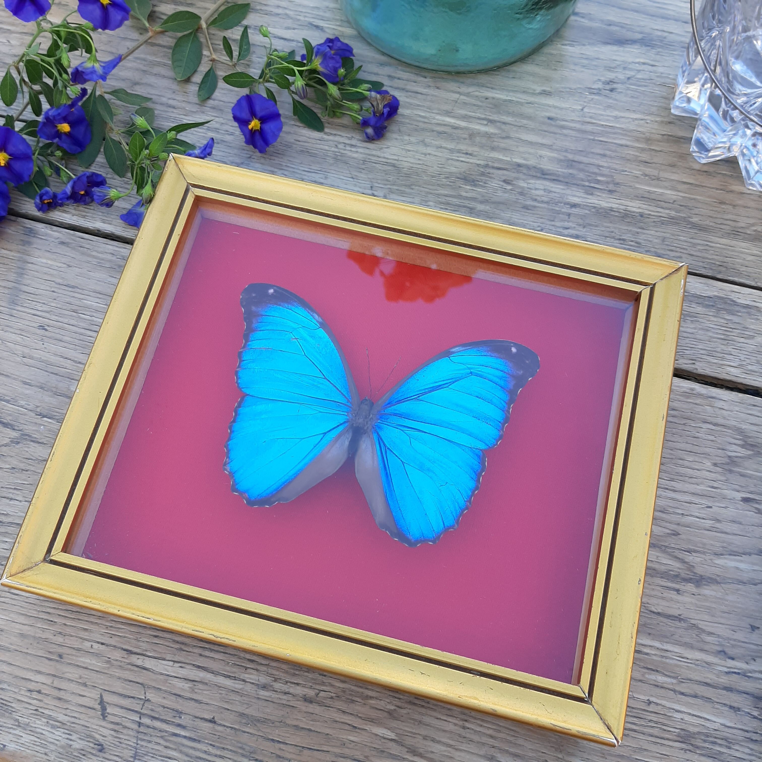 Blue butterfly frame morpho menelaus