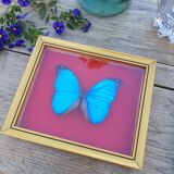 Blue butterfly frame morpho menelaus