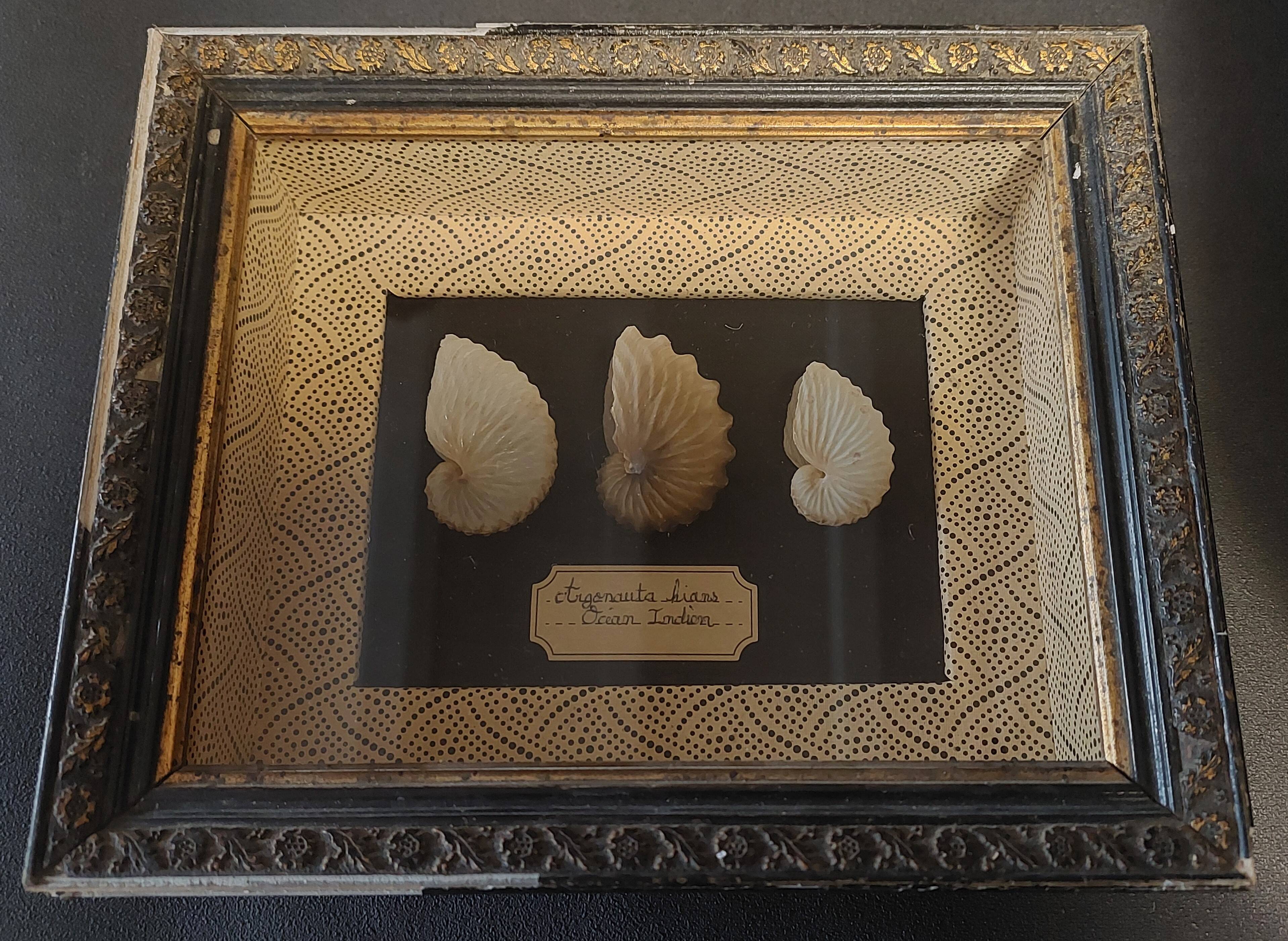 Frame with argonaut shells argonauta hians