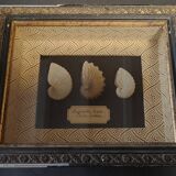 Frame with argonaut shells argonauta hians