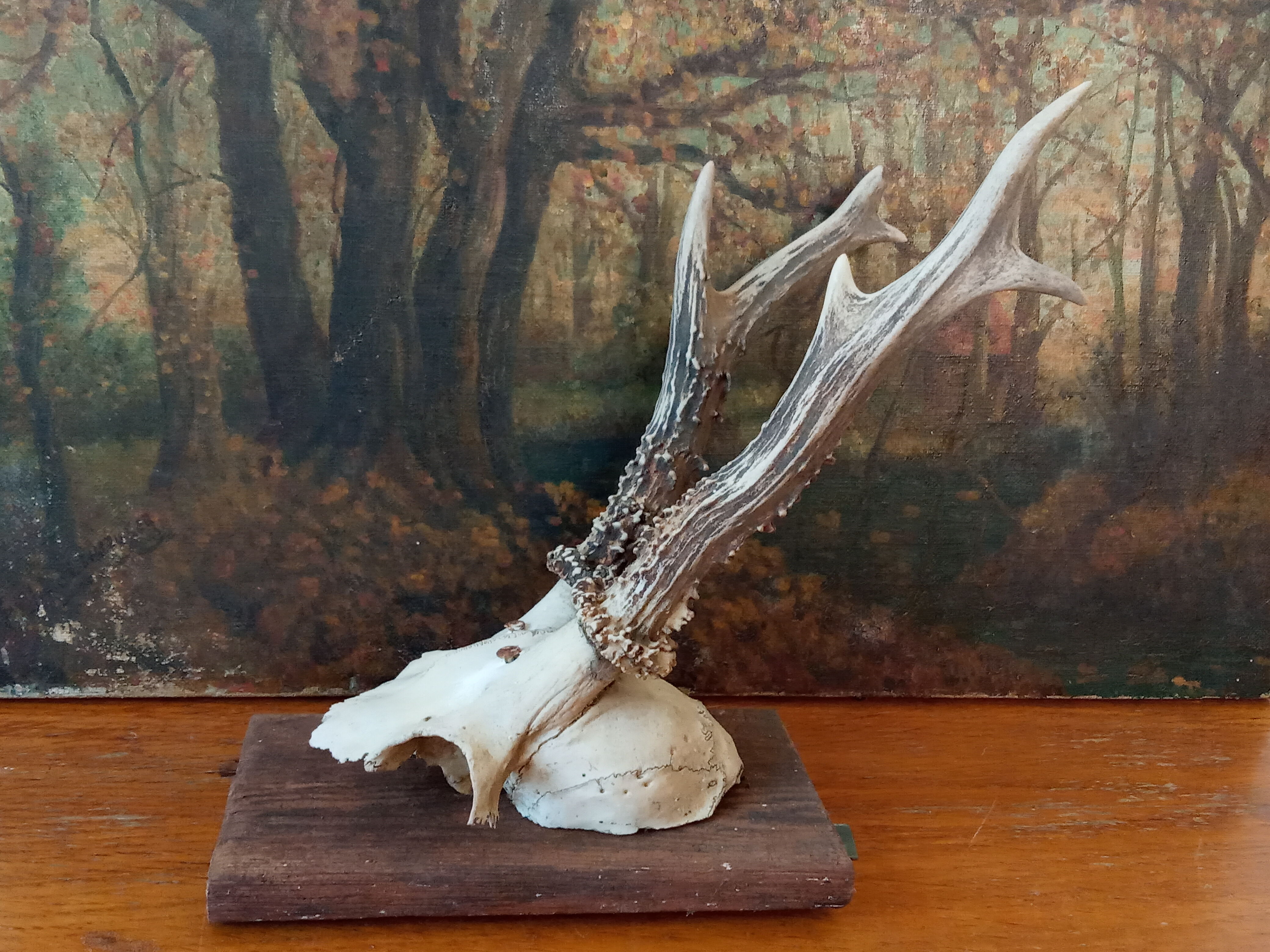 Pair of ancient hunting trophies, deer