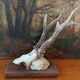 Pair of ancient hunting trophies, deer